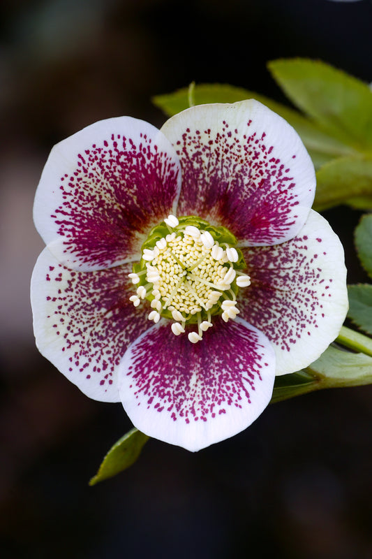 A Lenten Rose
